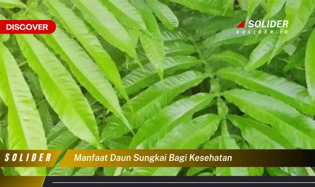 manfaat daun sungkai bagi kesehatan