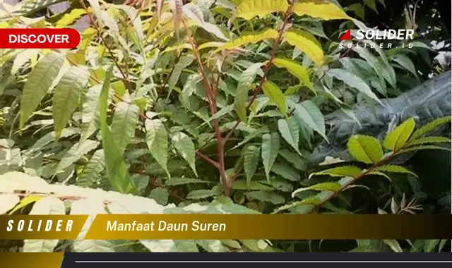 manfaat daun suren