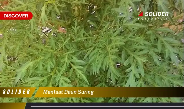 manfaat daun suring