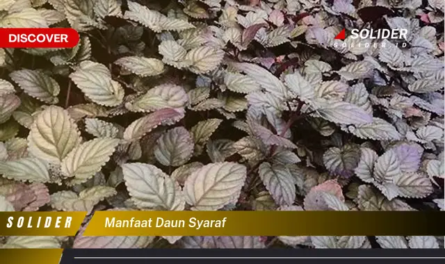 manfaat daun syaraf