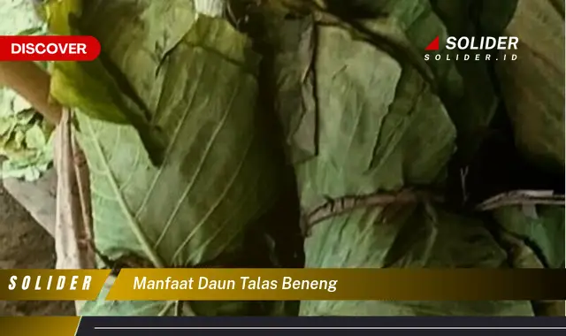 manfaat daun talas beneng