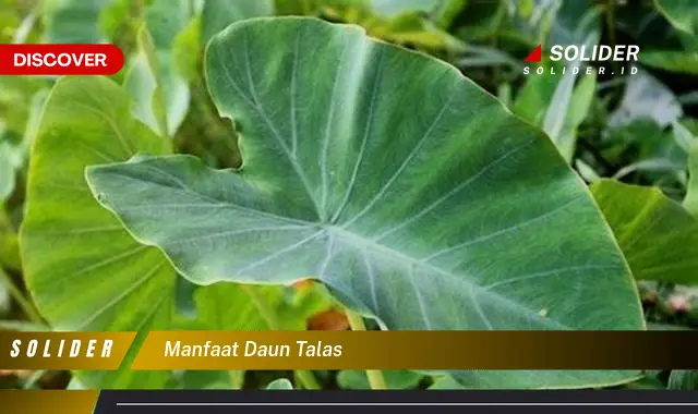 manfaat daun talas