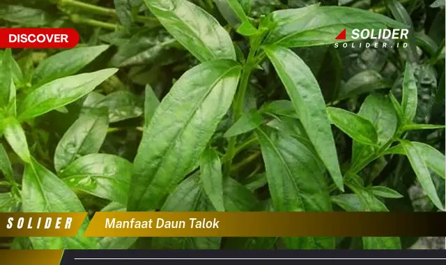 manfaat daun talok