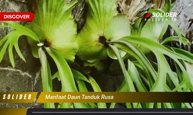 manfaat daun tanduk rusa