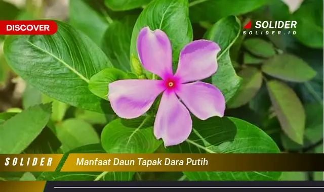 manfaat daun tapak dara putih