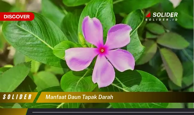 manfaat daun tapak darah