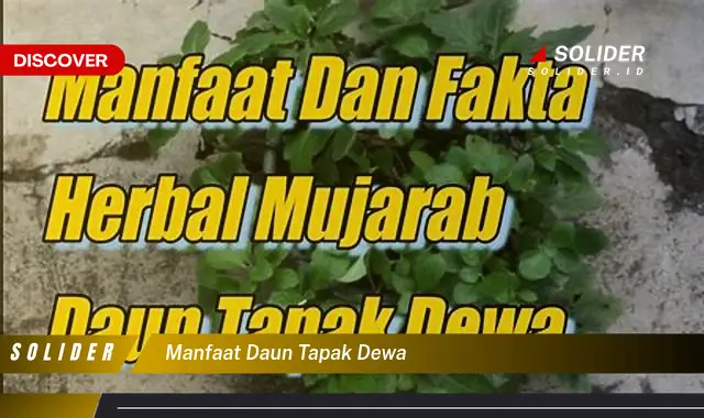 manfaat daun tapak dewa