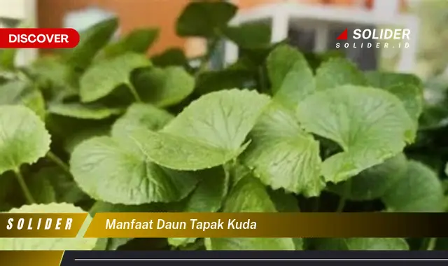 manfaat daun tapak kuda