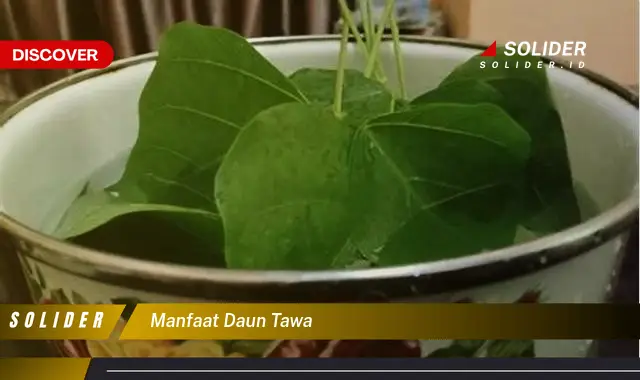 manfaat daun tawa