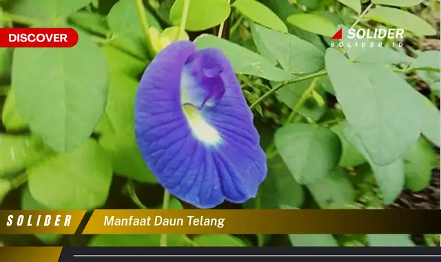 manfaat daun telang