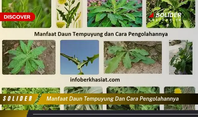 manfaat daun tempuyung dan cara pengolahannya