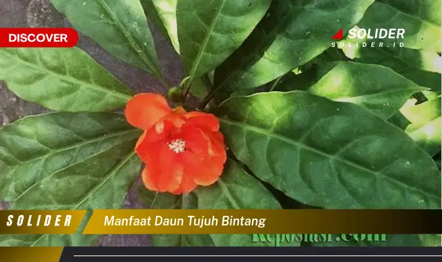 manfaat daun tujuh bintang