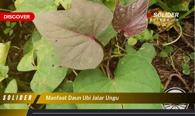 manfaat daun ubi jalar ungu