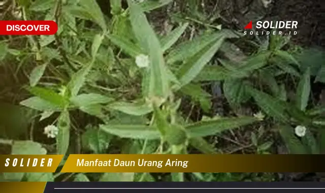 manfaat daun urang aring