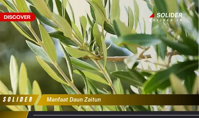 manfaat daun zaitun