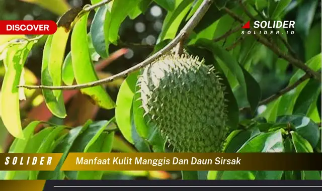 manfaat kulit manggis dan daun sirsak