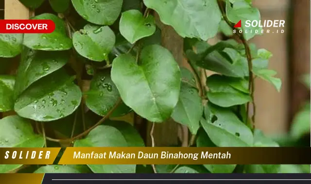 manfaat makan daun binahong mentah