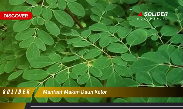 manfaat makan daun kelor