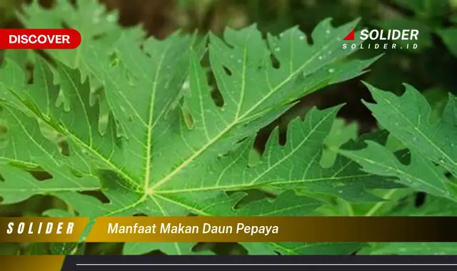 Bukan Cuma Daun Kemangi Ketahui Manfaat Daun Pepaya Yang Bikin Penasaran