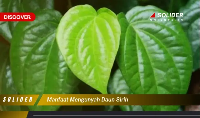 manfaat mengunyah daun sirih