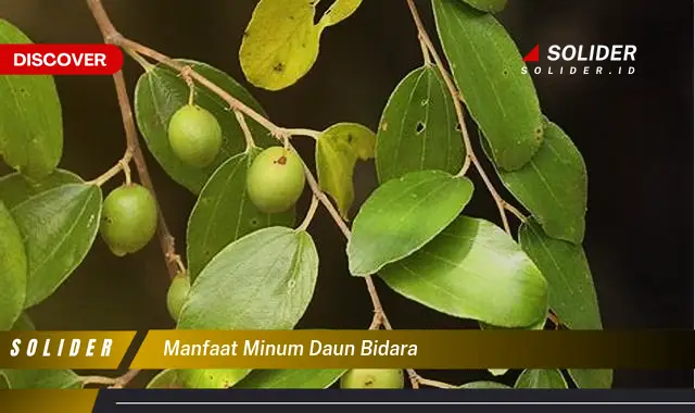 manfaat minum daun bidara