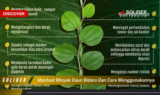 manfaat minyak daun bidara dan cara menggunakannya