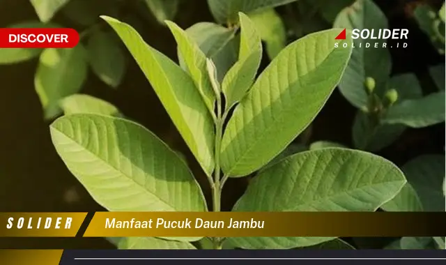 manfaat pucuk daun jambu