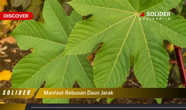 manfaat rebusan daun jarak