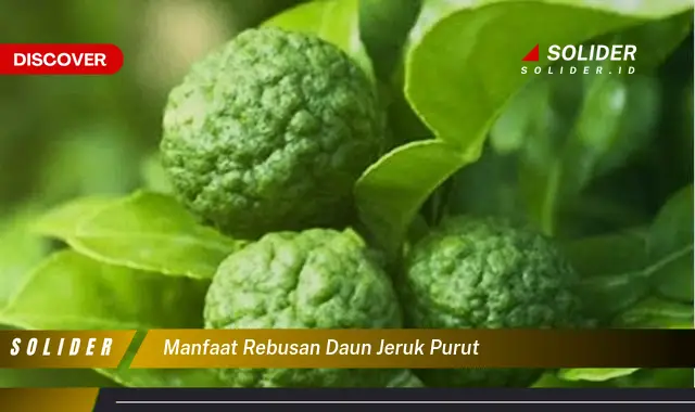 manfaat rebusan daun jeruk purut