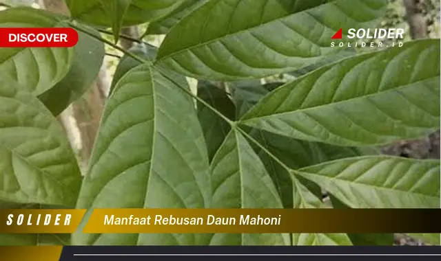 manfaat rebusan daun mahoni