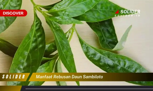 manfaat rebusan daun sambiloto