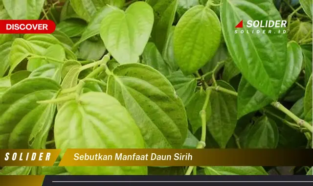 sebutkan manfaat daun sirih