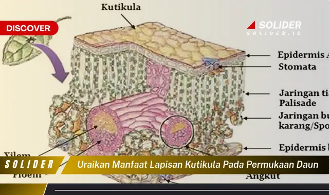 uraikan manfaat lapisan kutikula pada permukaan daun