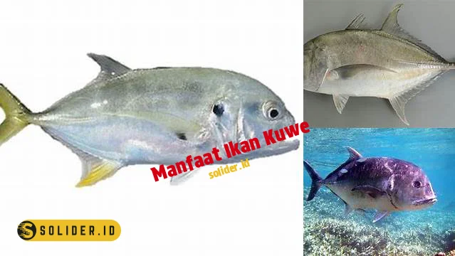 manfaat ikan kuwe