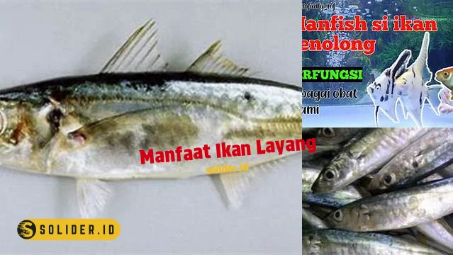 manfaat ikan layang