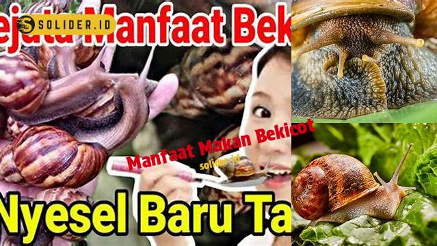 manfaat makan bekicot