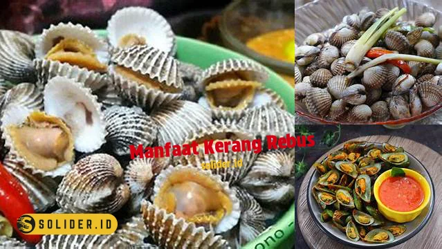 manfaat kerang rebus