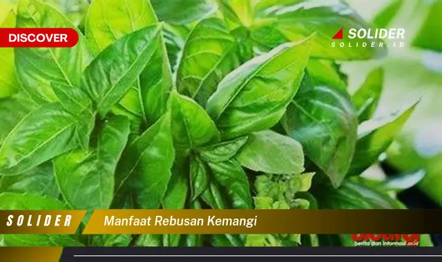 manfaat rebusan kemangi