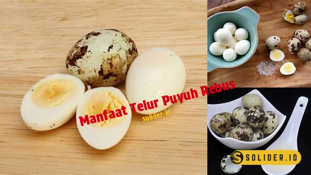 Temukan Manfaat Telur Puyuh Rebus Yang Jarang Diketahui Untuk Kesehatan