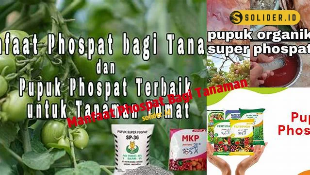 manfaat phospat bagi tanaman