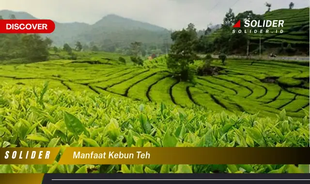 manfaat kebun teh