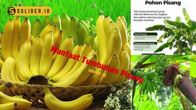 Manfaat Tanaman Pisang Yang Harus Anda Ketahui Solider