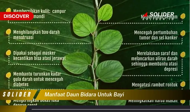 manfaat daun bidara untuk bayi