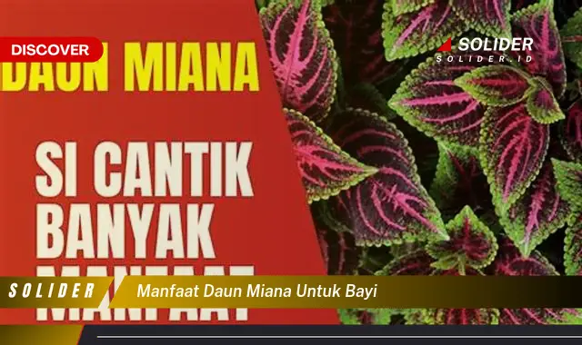 manfaat daun miana untuk bayi