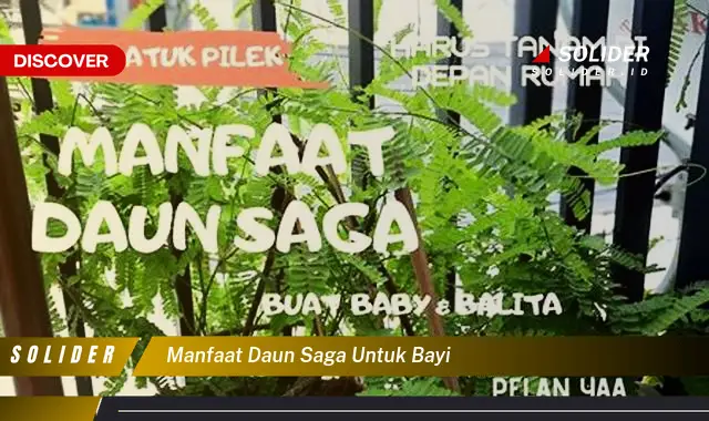 manfaat daun saga untuk bayi