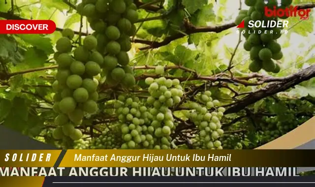 manfaat anggur hijau untuk ibu hamil