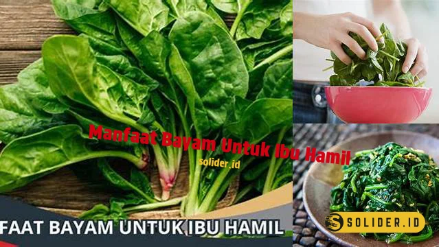 Temukan Manfaat Bayam Untuk Ibu Hamil Yang Jarang Diketahui Solider