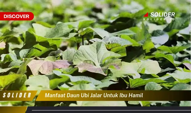 4 Manfaat Daun Ubi Jalar untuk Ibu Hamil yang Wajib Kamu Intip