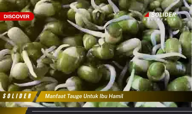 manfaat tauge untuk ibu hamil