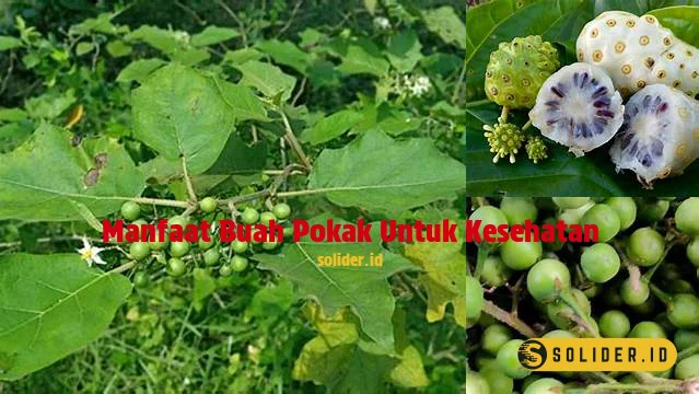 manfaat buah pokak untuk kesehatan